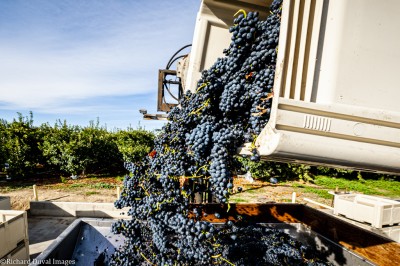 USA, Washington, Zillah Harvest 2019 at Two Mountain Winery.