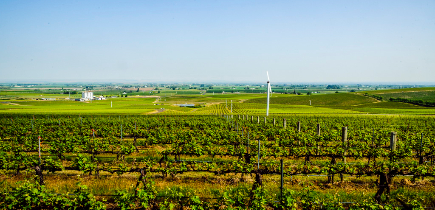 USA, Washington,Walla Walla. Seven Hills Vineyard.
