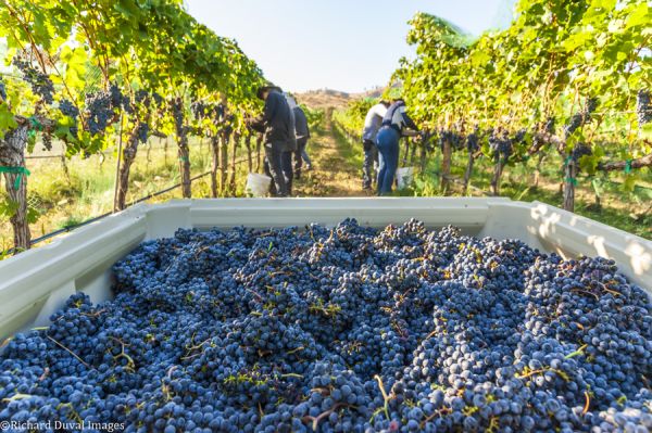 Washington harvest 2023 copyright Richard Duval.