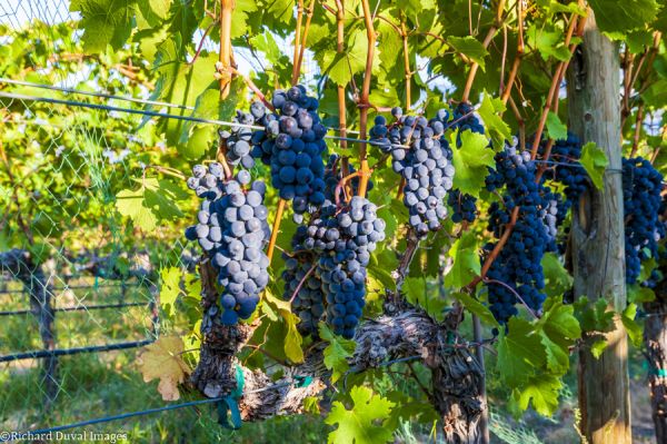 Washington harvest 2023 copyright Richard Duval.