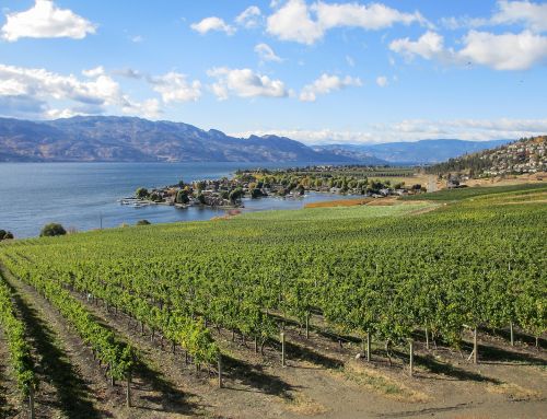 With British Columbia needing wine grapes, Washington offers assistance