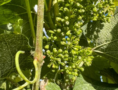 Bloom begins in the Columbia Valley