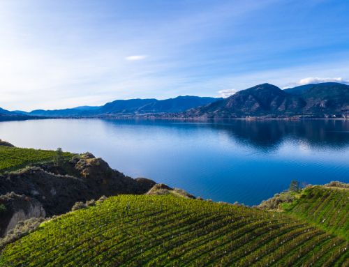 British Columbia wineries show resilience after freezes