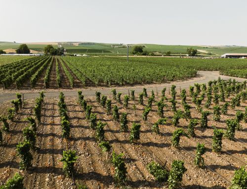 The grand ambitions of Walla Walla Land Company and Cimento wines