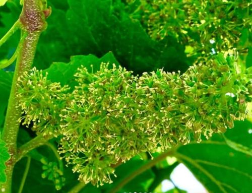 Bloom begins in the Columbia Valley