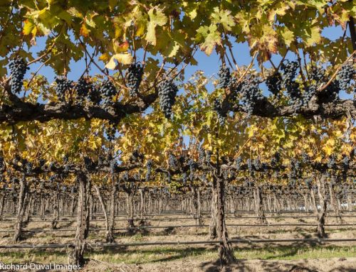 Recent reports show a reset of the Northwest wine industry