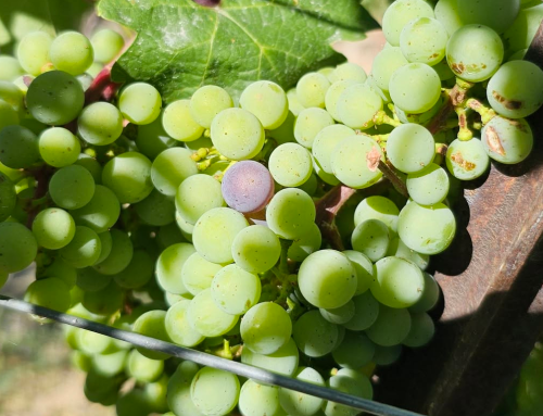Veraison begins in the Columbia Valley