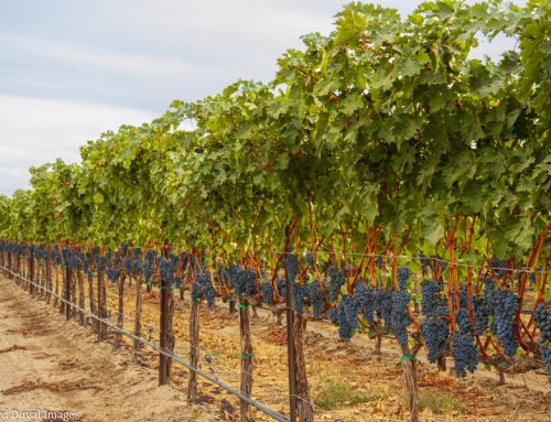 Quilceda Creek acquires full ownership of Champoux Vineyard