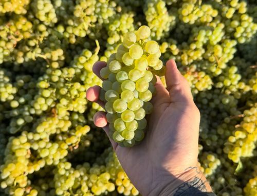 Harvest begins in the Columbia Valley